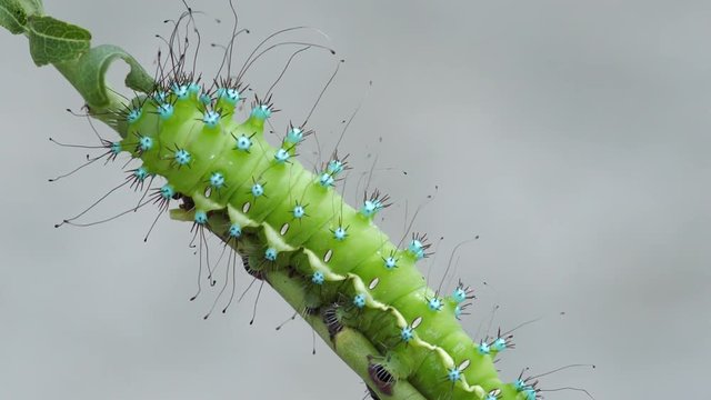 Macro shot of a fat green caterpillar of the giant peacock moth, Saturnia Pyri, walking on an almond tree twig in Greece, carrying poisonous liquid bubbles, visible on its spiny rear tubercules.
