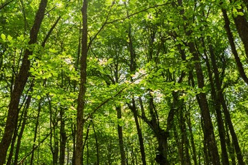 Obraz premium Trees in a Forest