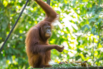 An orangutan eating a banana and looking in the natural park of Sepilok, Malaysia © unai