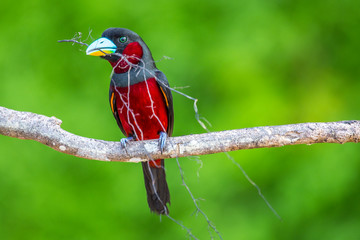 A beautiful red bird in the natural park of Sepilok. Malaysia