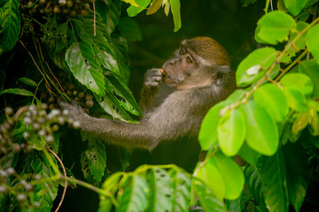 Naklejka premium A monkey eating fruit hidden in the natural park of Sepilok, Malaysia