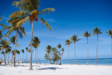 palm tree on the beach