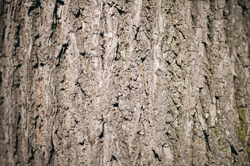Tree bark texture