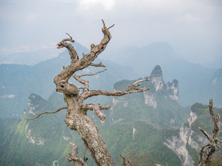 beautiful view on Tianmen mountain national park with tree in zhangjiajie city China.Tianmen mountain the travel destination of Hunan zhangjiajie city China