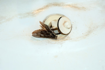 What looks to be a common grey moth found itself in the bathroom sink. Bokeh
