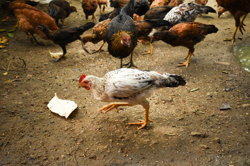White rooster is running for eating feed on ground with chicken group