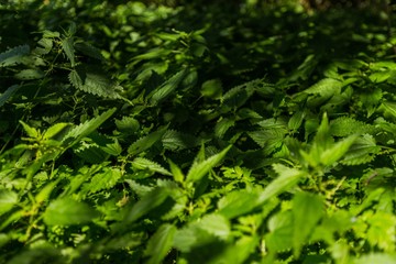 Closeup of Green Leaves