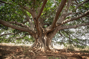 A giant tree near Inle Lake, Myanmar.