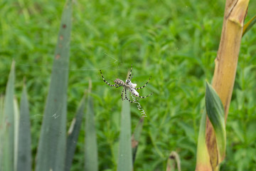 Spider Argiope Brunnich weaves a web in the green bushes on the wild