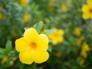 Yellow Flower that call ChuanChom Flower in Thailand Country