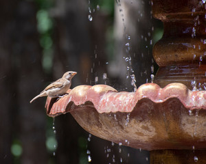 Sparrow near the fountain on a hot summer day