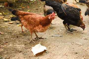 A brown chicken well focused shot left side of photo