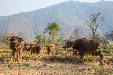 Naklejka na ściany i meble A group of local bulls from the Pyin U lwin mountains area, Myanmar