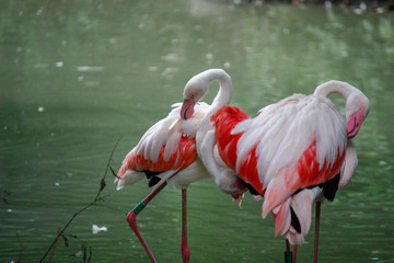 Close up of a pink flamingo bird on dark green background