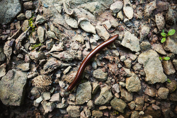 Centipede on Rocks