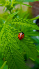 Beautiful ladybug macro contrasting with big, green cannabis leaf 