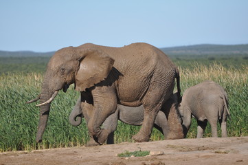 elephant in addo south africa