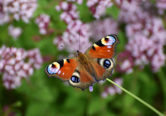 Peacock Butterfly Aglais io