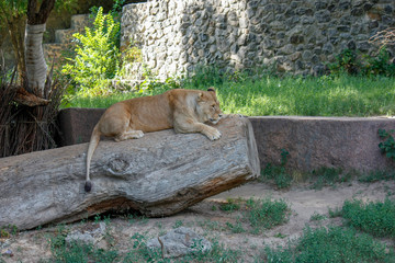 Portrait of a lioness resting in a relaxing pose on a sunny day