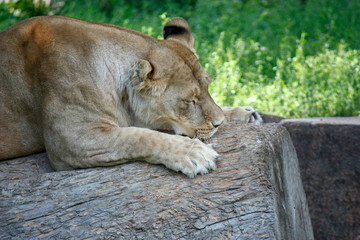 Fototapeta premium Portrait of a lioness resting in a relaxing pose on a sunny day