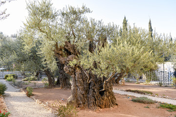 Gethsemane olive trees on the Mount of Olives in Jerusalem