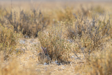 Scrub Hare - Lepus saxatilis, shy hare from African savannas and grasslands, Etosha National Park, Namibia.