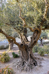 Gethsemane olive trees on the Mount of Olives in Jerusalem