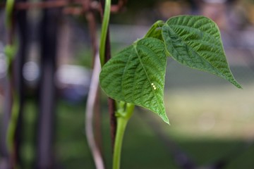Cutworm eggs on bean leaf.  Bright yellow moth eggs laid during the night, wait to hatch and start eating leaves.