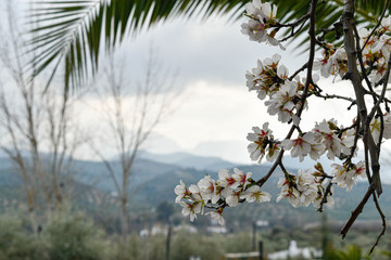 White flowers on a mountain background