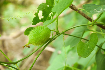 Momordica dioica - Indian Kokado or Kokaro Plant with Its leaves