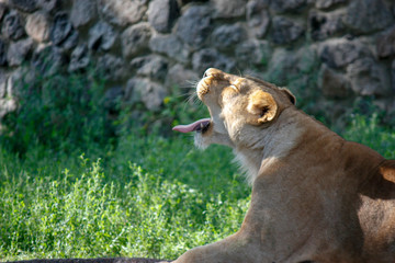 Portrait of a lioness resting in a relaxing pose on a sunny day