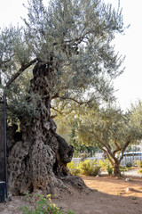 Gethsemane olive trees on the Mount of Olives in Jerusalem