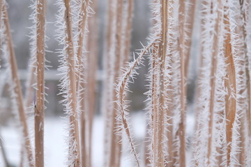 winterliches Schilf