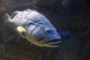 クエ