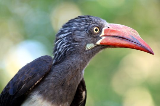 Portrait Of Crowned Hornbill