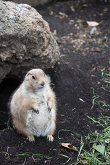 prairie dog