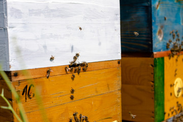 Bees macro shot