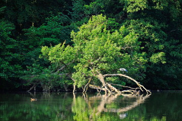 sommerstimmung am bärensee stuttgart