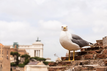 seagull on textured bricked building under grey sky in rome, italy