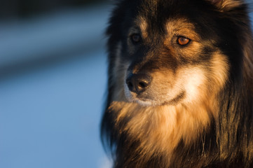 Finnish Lapphund lit by the low angle winter sun. Selective focus and shallow depth of field.