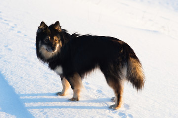 Finnish Lapphund standing in winter snow. 