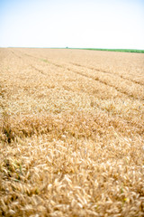 Golden wheat field
