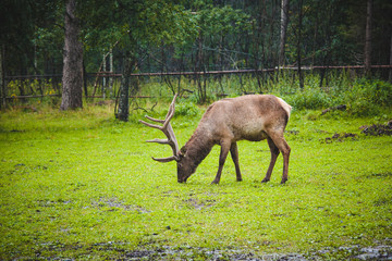 deer with big horns in the rain in a clearing in front of the forest