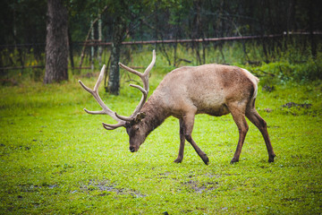 deer with big horns in the rain in a clearing in front of the forest