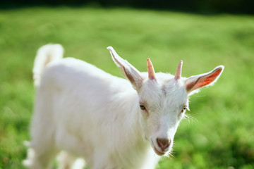 goat on a meadow