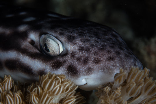 A nocturnal Coral Cat shark, Atelomycterus marmoratus, lies on coral in Komodo National Park, Indonesia. This region has high marine biodiversity and is a popular destination for scuba divers.