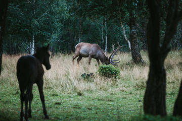 Obraz na płótnie Canvas a deer in the rain in a clearing in front of the forest and a horse