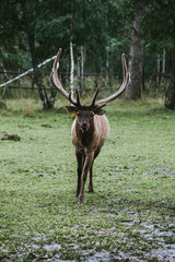 deer with big horns in the rain in a clearing in front of the forest