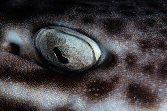 Detail of the eye of a nocturnal Coral Cat shark, Atelomycterus marmoratus, as it lies on a shallow coral reef in Komodo National Park, Indonesia. 