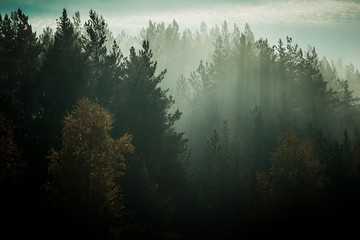 mystical morning mist over the forest at sunrise